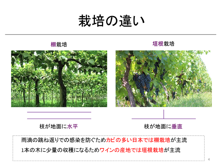 ジュース作りから教科を学ぶ - ページ 4