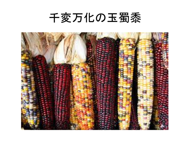 千変万化の玉蜀黍