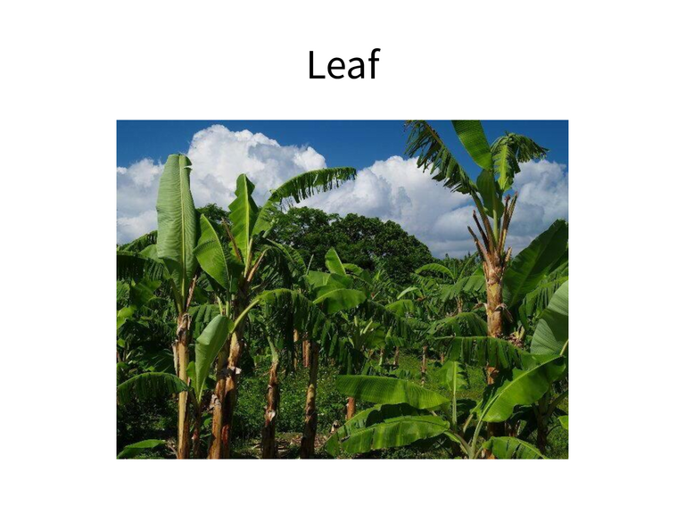 GREEN 知られざる顔 - ページ 3