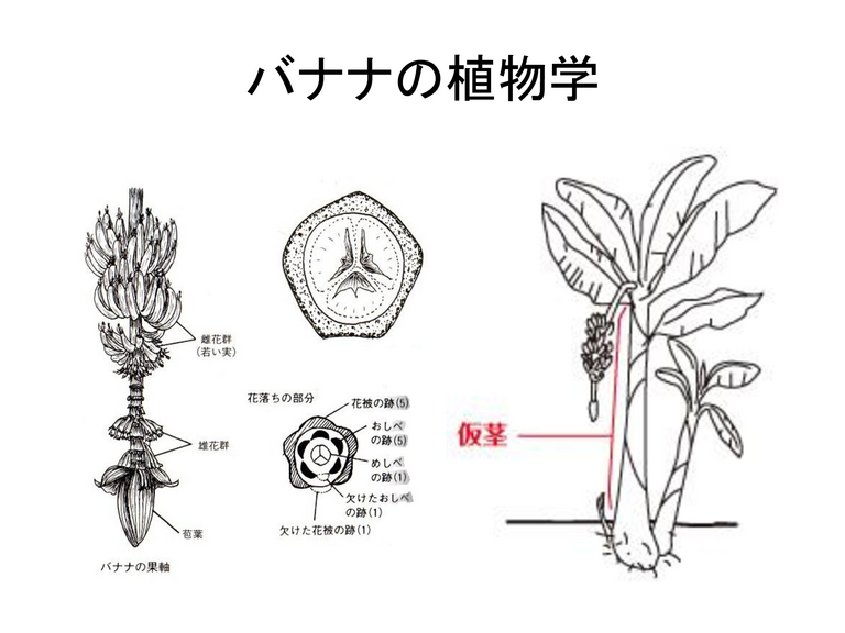 GREEN 知られざる顔 - ページ 8